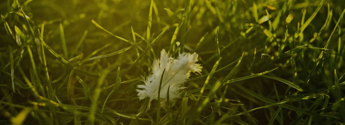 Tjobbe Andrews: Photographer & Web Designer based in Banbury, Oxfordshire